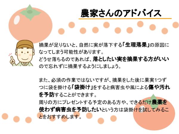 柿の栽培方法：摘果のポイント